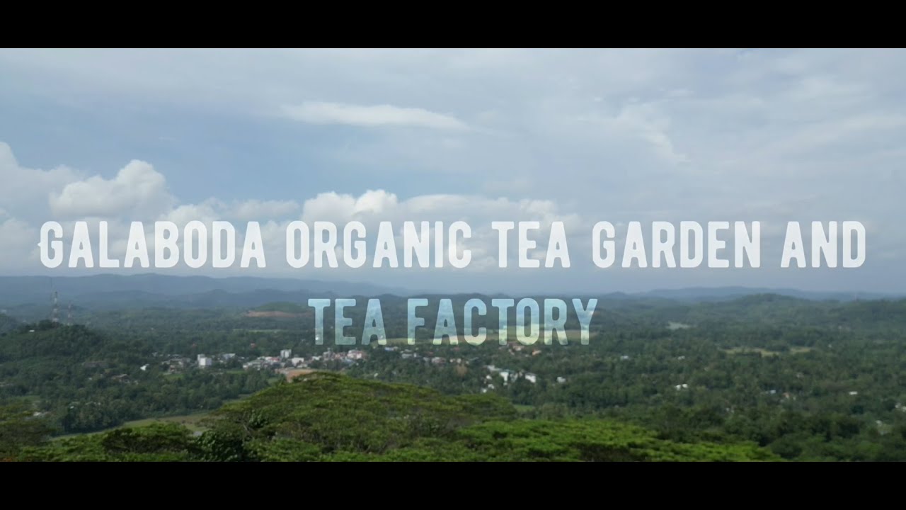 Galaboda organic tea garden and tea factory -Organic black tea, green tea and white tea manufacturer