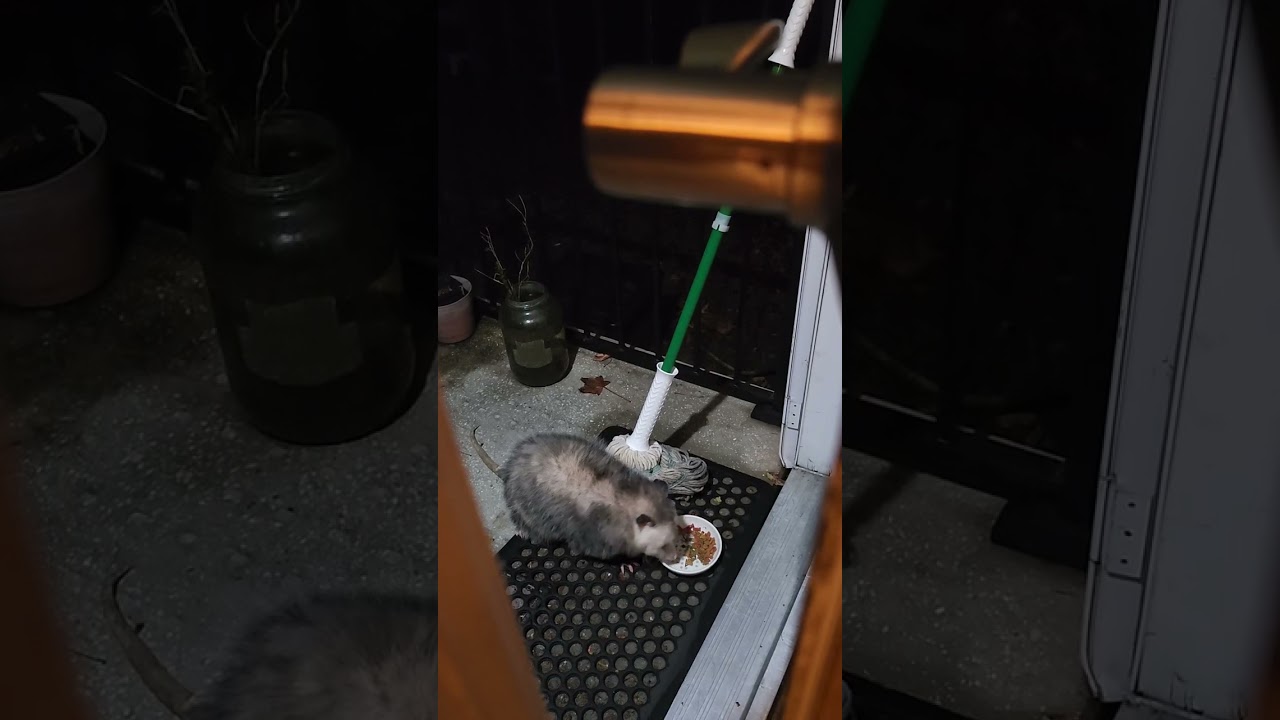 Opossum adventures 