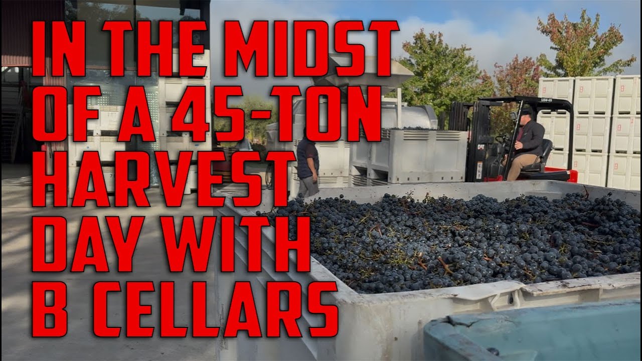 In the Thick of Harvest 2025 with B Cellars