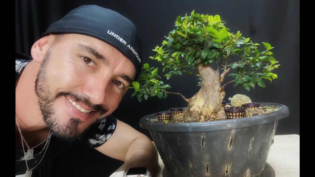 BONSAI DE JABUTICABEIRA CAIPIRINHA - CORRIGINDO E FECHANDO CICATRIZES