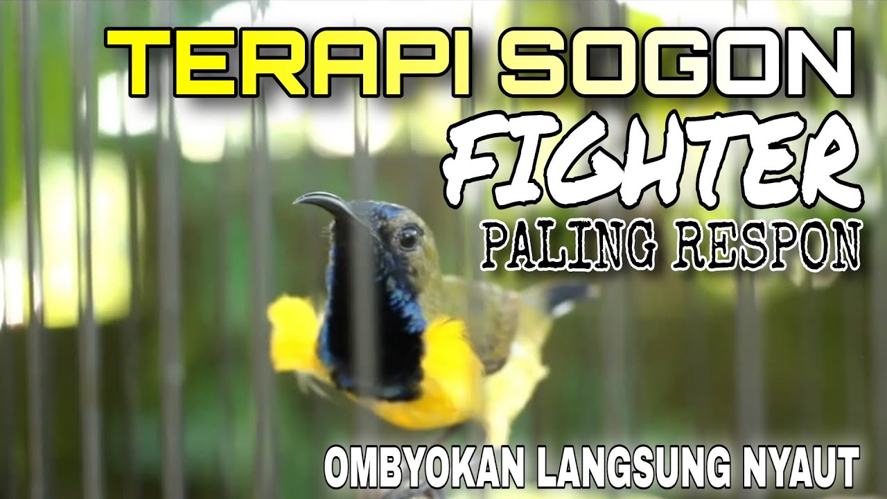 Terapi Mental FIGHTER SOGON Bahan Agar Cepat GACOR Dijamin langsung nyaut sekali pancing