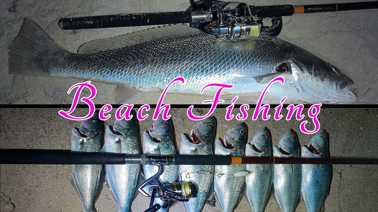 Beach Fishing at Night. Mulloway and Tailor