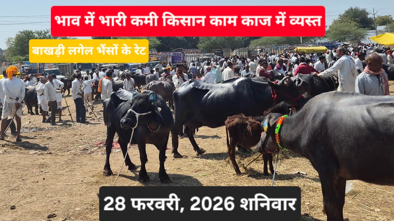 बाखड़ी लगेल #मुर्रा भैंस सेलआउट ₹65000 #मक्सी पशु मण्डी। जि शाजापुर मध्य प्रदेश#murraha #baffalo 