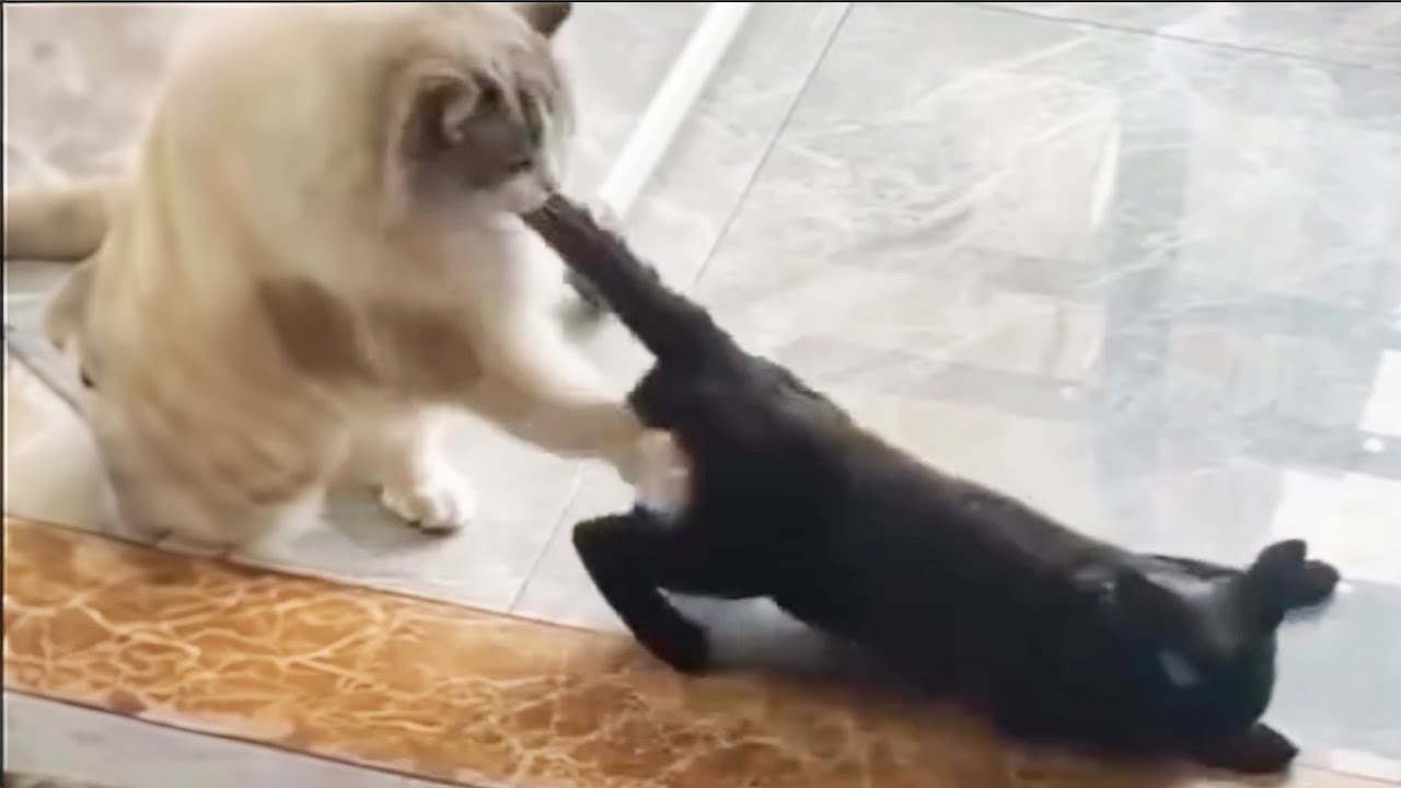Funniest Cats 2024 😹 Cat Funny Videos Compilation