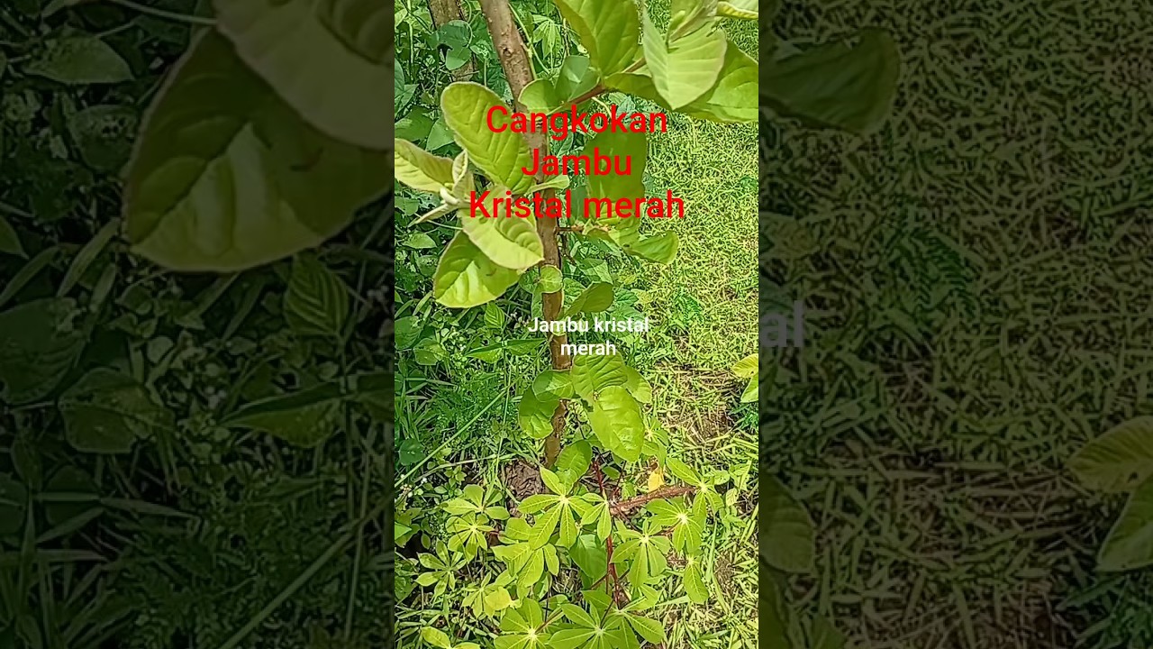 pohon jambu kristal merah