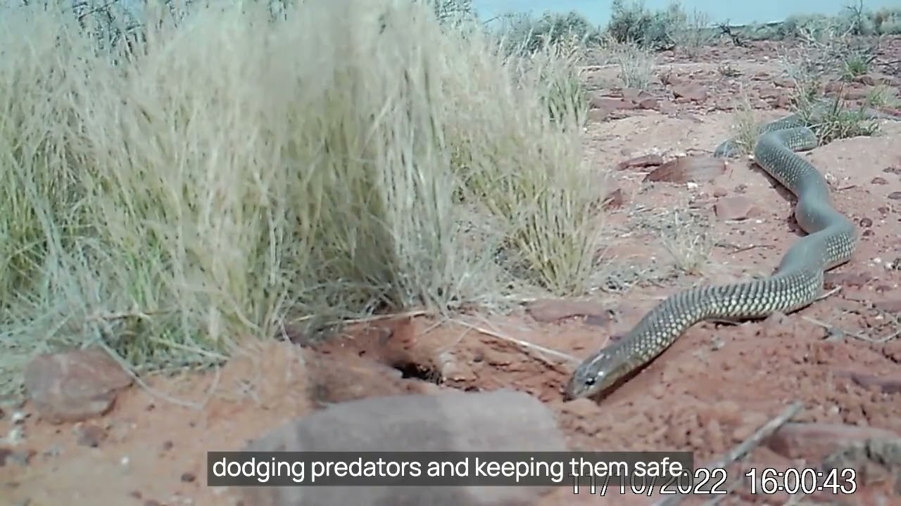 That's Wild: Meet the Kowari