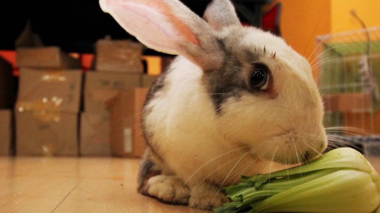 Help Animals Like Tofu! Adopt&mdash;Don't Shop