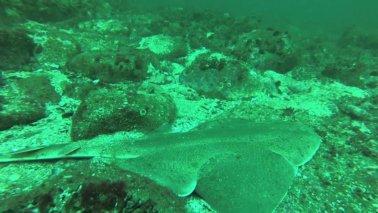 Buceo Mar Del Plata