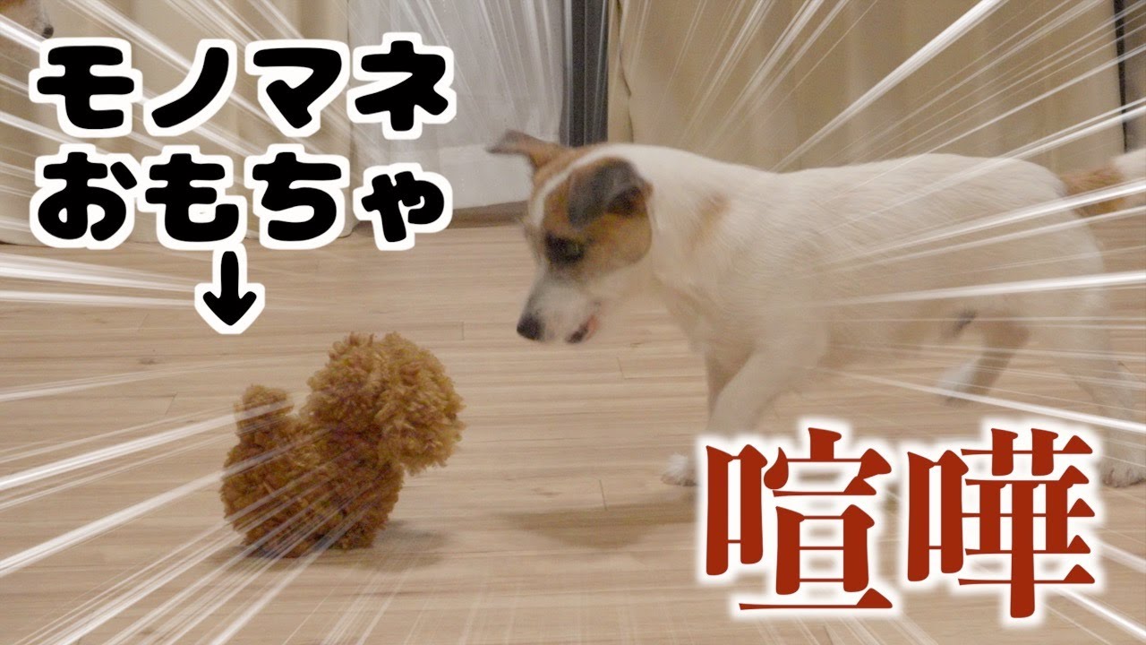 愛犬とモノマネするおもちゃが軽い口論になりました/最短散歩/ジャックラッセルテリア
