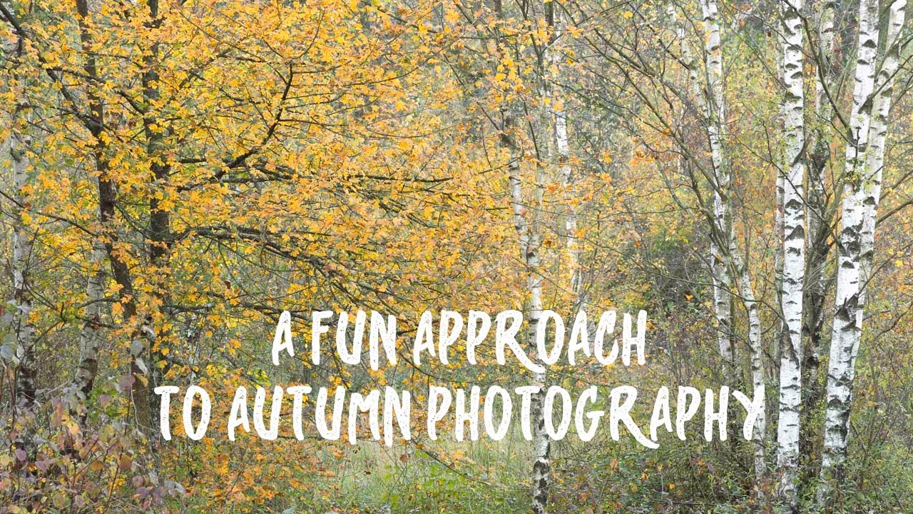 A FUN approach to AUTUMN  photography of WOODLAND
