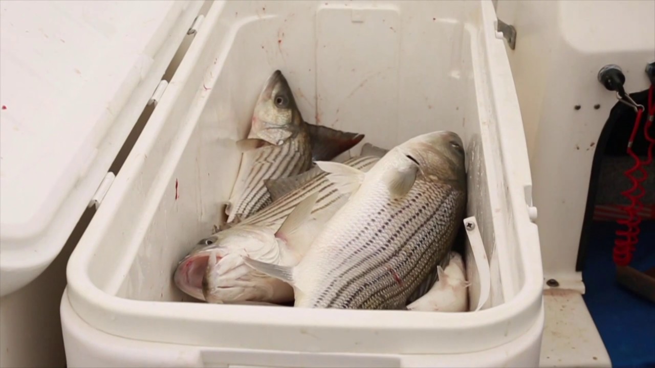 Lake Texoma Striper Fishing