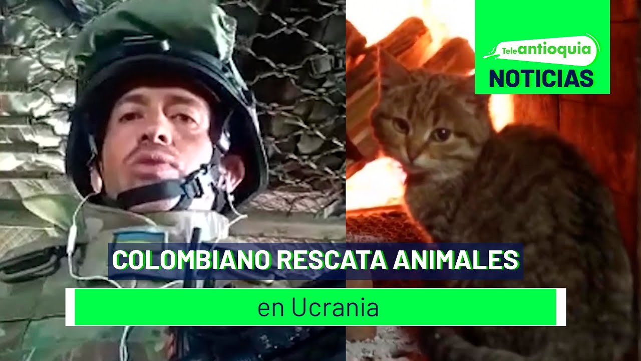 Colombiano rescata animales en Ucrania - Teleantioquia Noticias