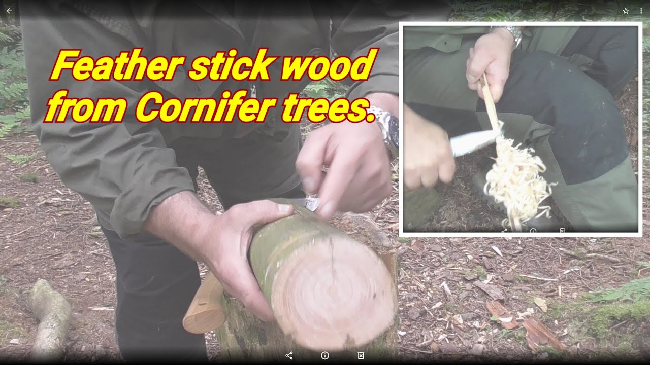 Choosing feather stick wood
