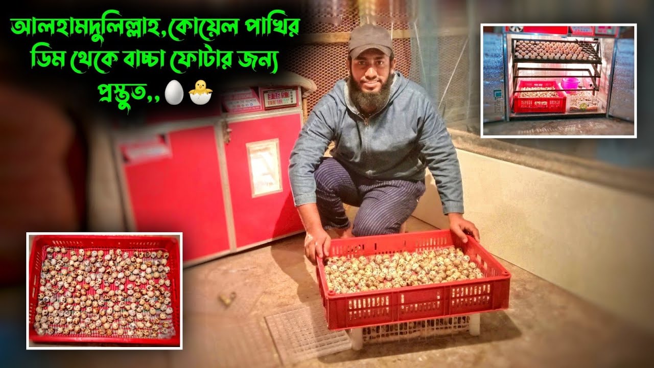 আলহামদুলিল্লাহ, কোয়েল পাখি ডিম থেকে বাচ্চা ফোটার জন্য প্রস্তুত,,🥚🐣