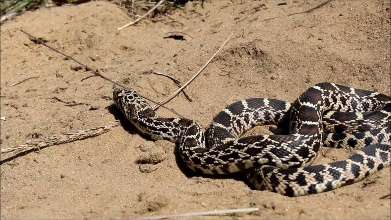 Herping the Sand Prairies of Northeastern Illinois