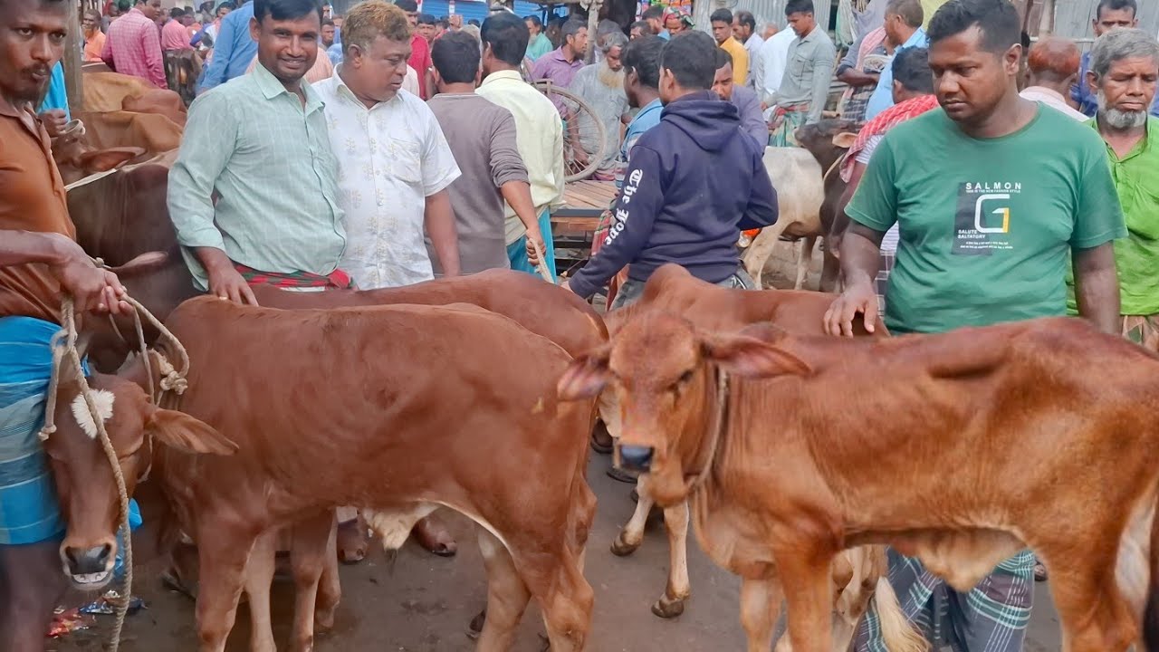 আজ ৩০/১/২৬ | প্রচুর চাহিদা সম্পন্ন শাহিওয়াল ষাঁড় বাছুরের দাম | আমবাড়ী হাট 