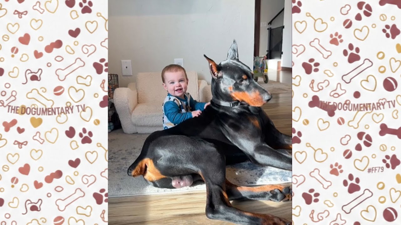 Nobody wanted this 95 pound Doberman returned 4 times until a pregnant woman saw something everyone