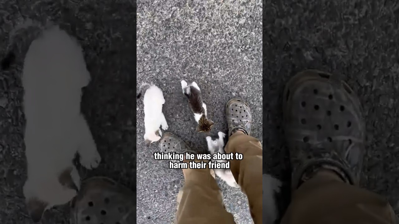 Blocked by a cat #story #cat #petstory #cutepet #friendship #shorts