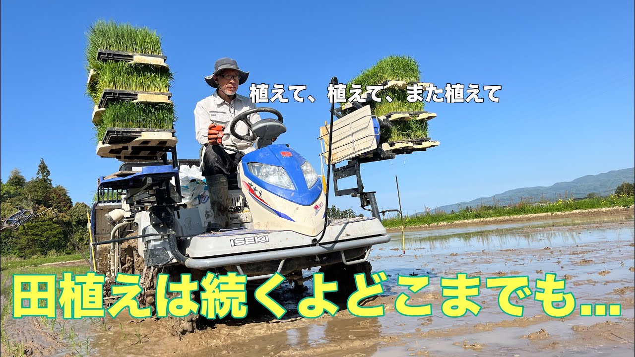 いざGW！我らはタウエ、taue、田植え三昧🌾🍙【佐渡】