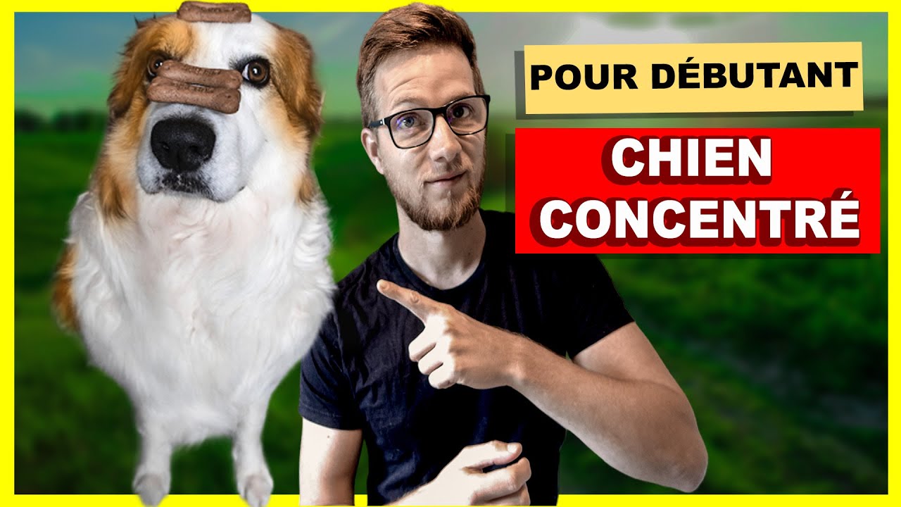 Travailler le contrôle des impulsions de son chien