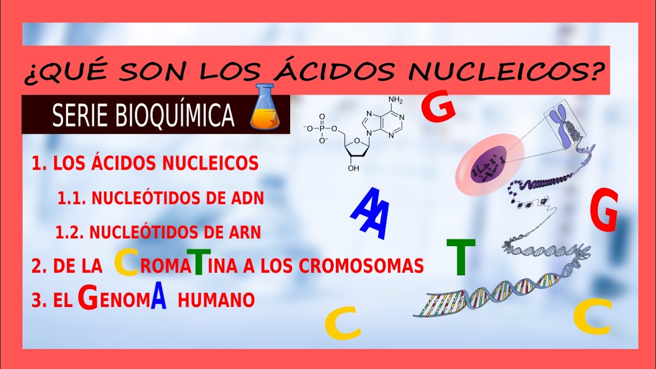 ¿QUÉ SON LOS ÁCIDOS NUCLEICOS? Serie Bioquímica para Bachillerato
