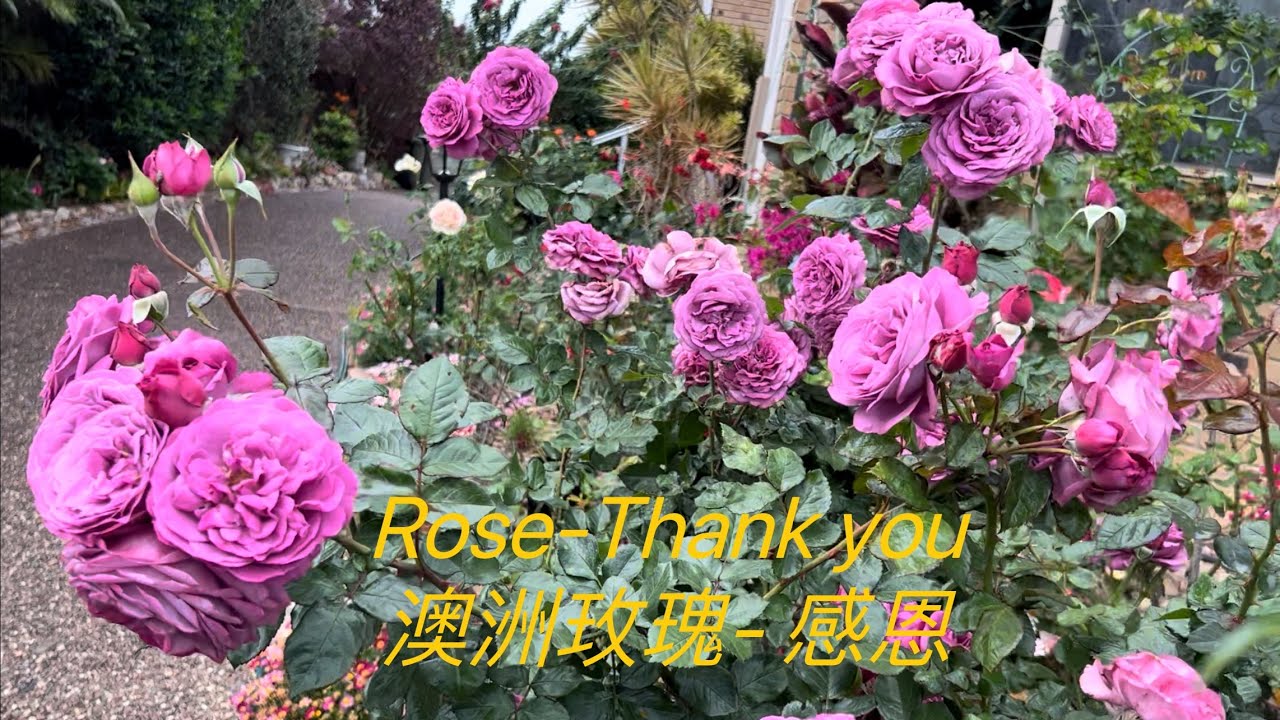 Rose-Thank you “ 感恩”月季🌹