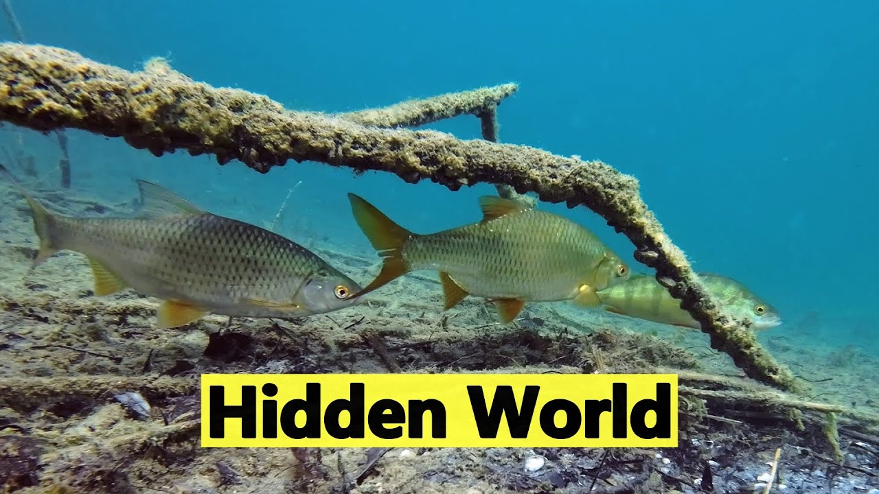 Dropping a Camera in a Clear Water Lake to See What's Hiding