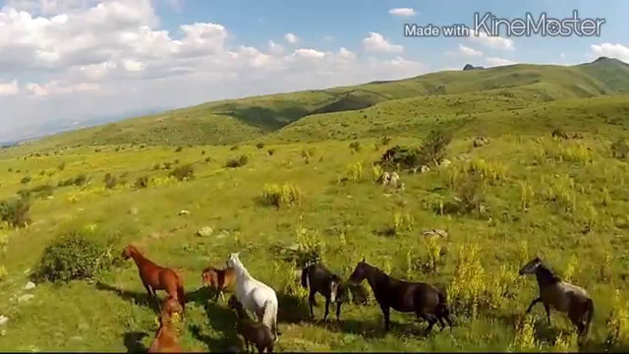 KUMALAR YABANİ YILKI ATLARI
