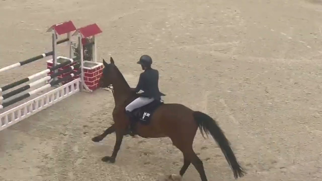 DJANGO han.(Diamant De Semilly- Quintender- Cento) 2018