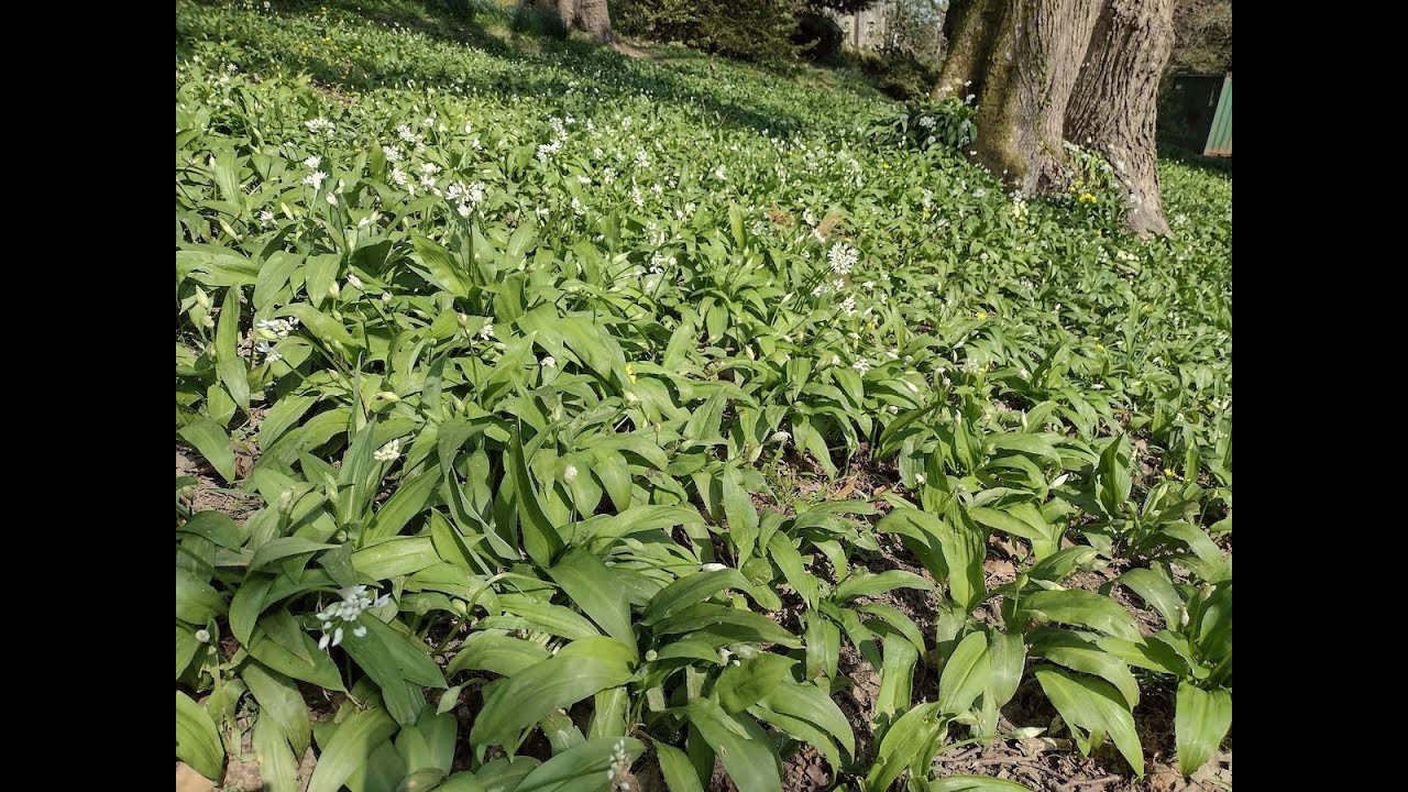 Traversing the realms of Wild Garlic