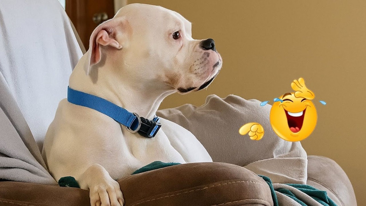 Hilarious Dogs That Will Make You Laugh Instantly 😂🐶 Funny Dog Video 2026