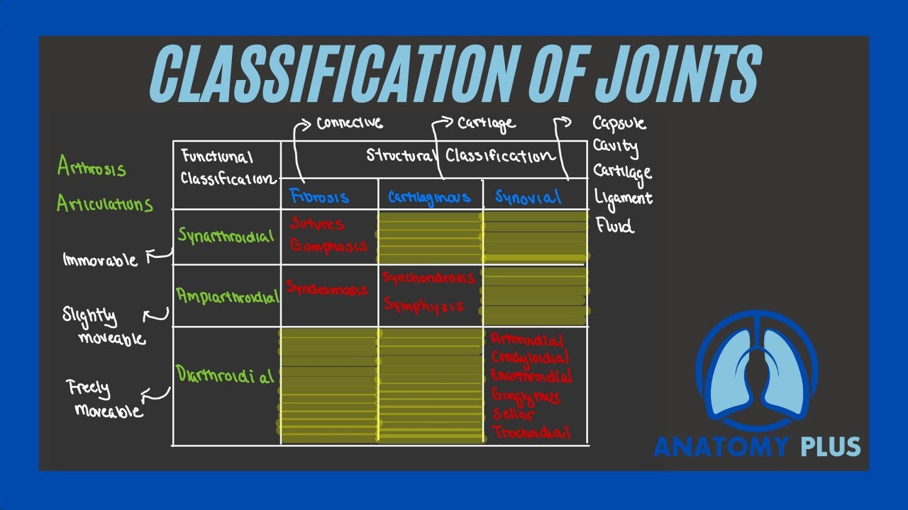 Function & Structure of Joints