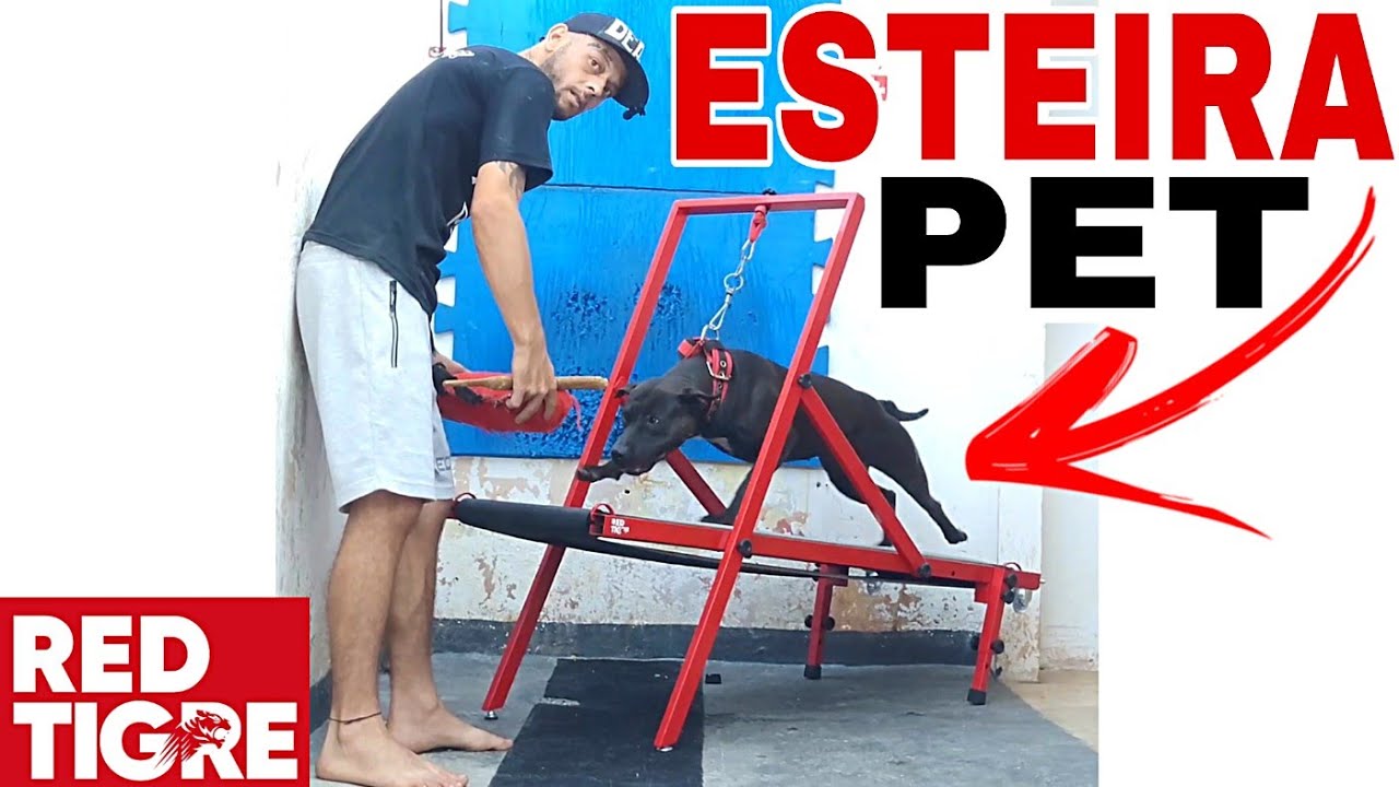 Esteira para Cachorro da @redtigre - Review + Teste qualidade... #pitbulldogs #apbt #gamedogs
