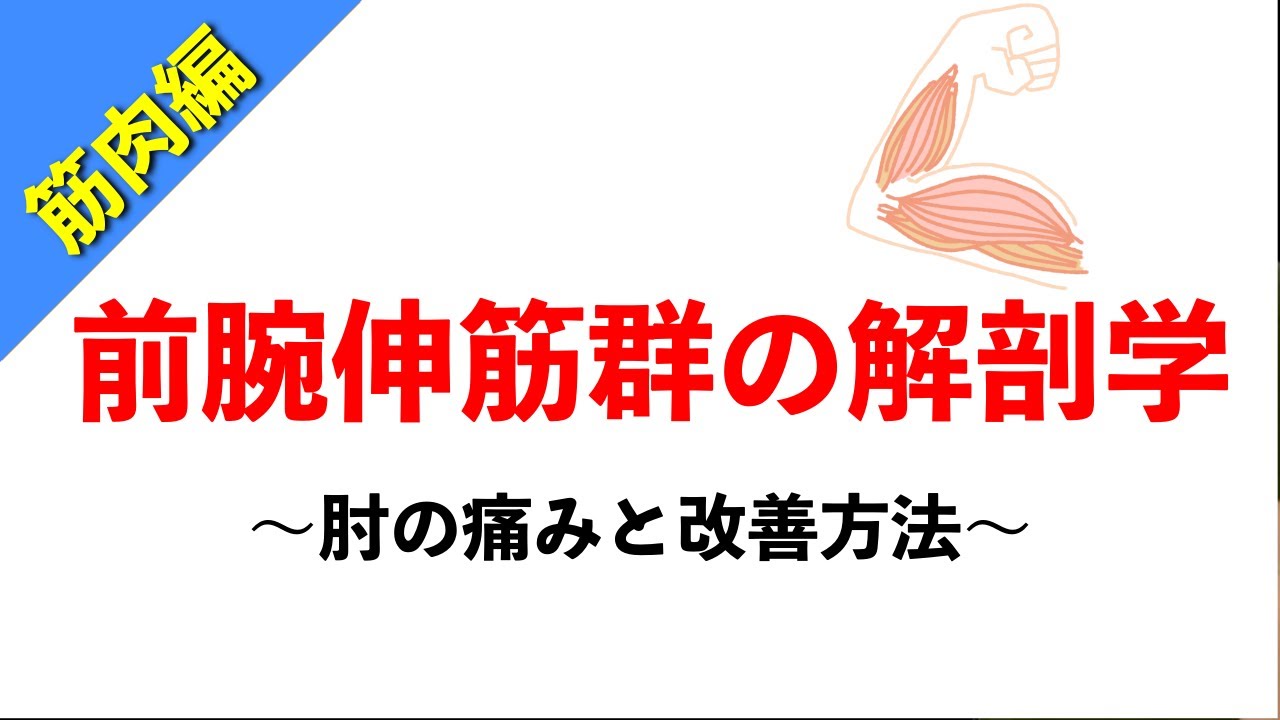 【柔道整復師が教える解剖学】前腕伸筋群と肘の痛みの関係【タロ塾＃35】
