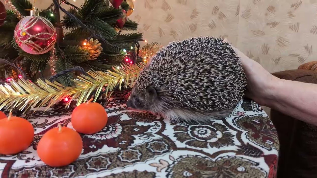 Очередной привет от Плюшки)