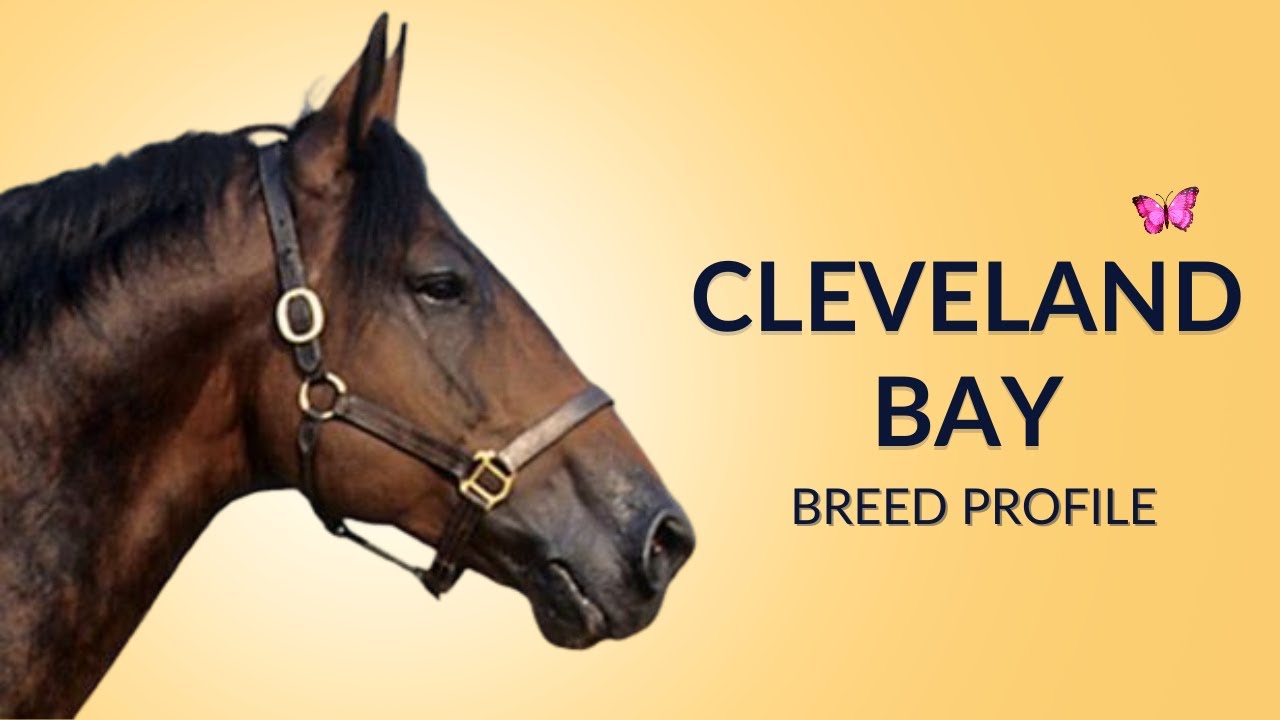 Cleveland Bay Horse Breed Profile History - Price - Characteristics - Training - Grooming
