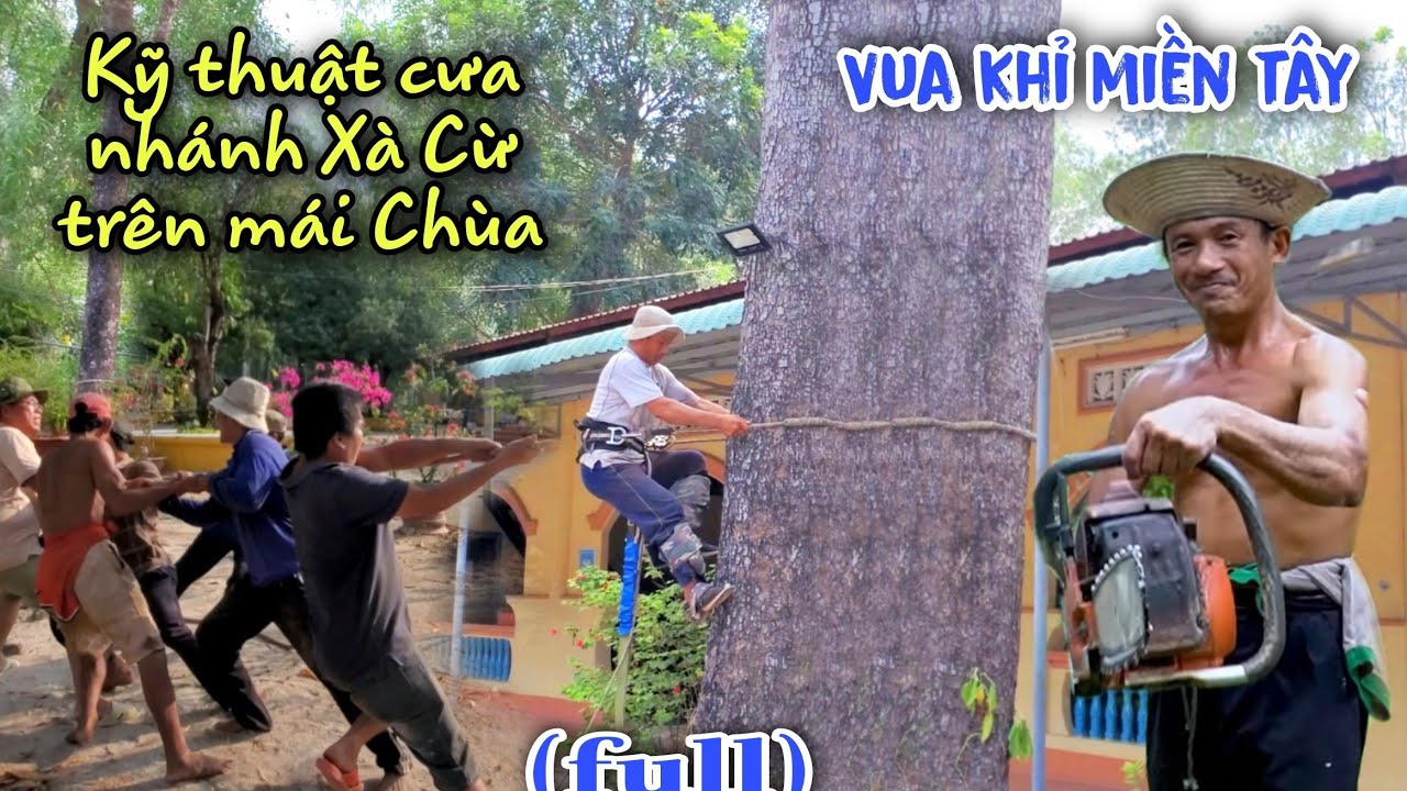 Quá Đỉnh! Vua Khỉ Ra Tận Phan Thiết Cưa Nhiều Cây Xà Cừ Vị Trí Khó Ở Chùa. Sawing many nacre trees