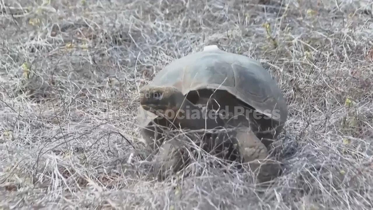 Galápagos park releases 158 juvenile hybrid tortoises on Floreana to restore the ecosystem
