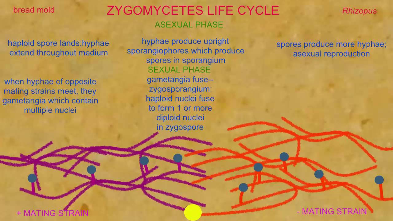 LIFE CYCLE IN ZYGOMYCOTA