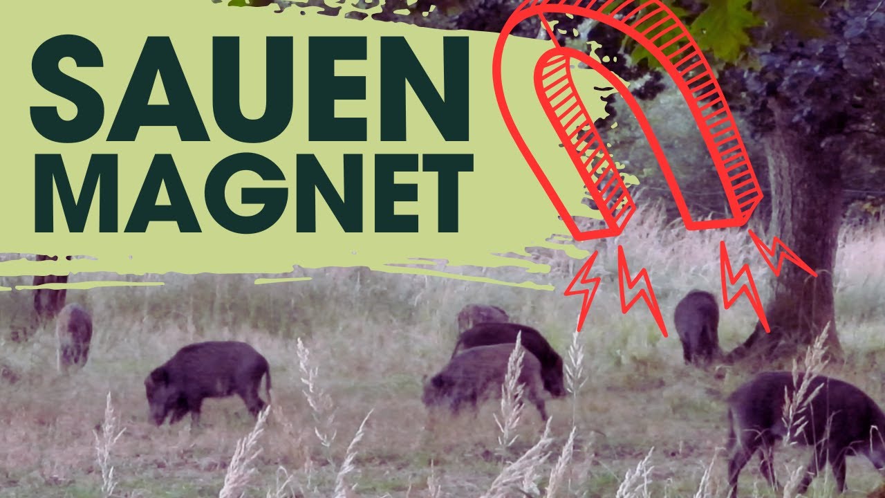So wie POPCORN naschen. SAUEN sammeln EICHELN wie verr&uuml;ckt!