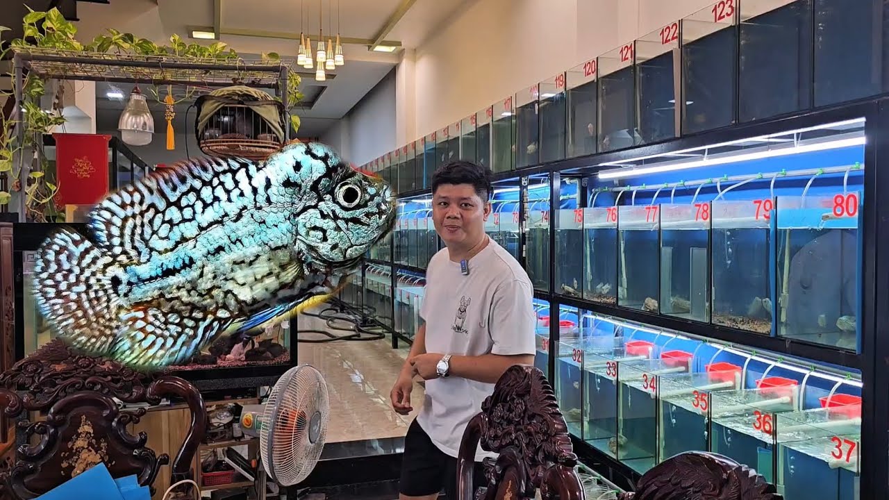 xả tiếp lô cá la hán vip kamfa f2 cho anh em đam mê chơi và trãi nghiệm dòng cá la hán vip kamfa f2