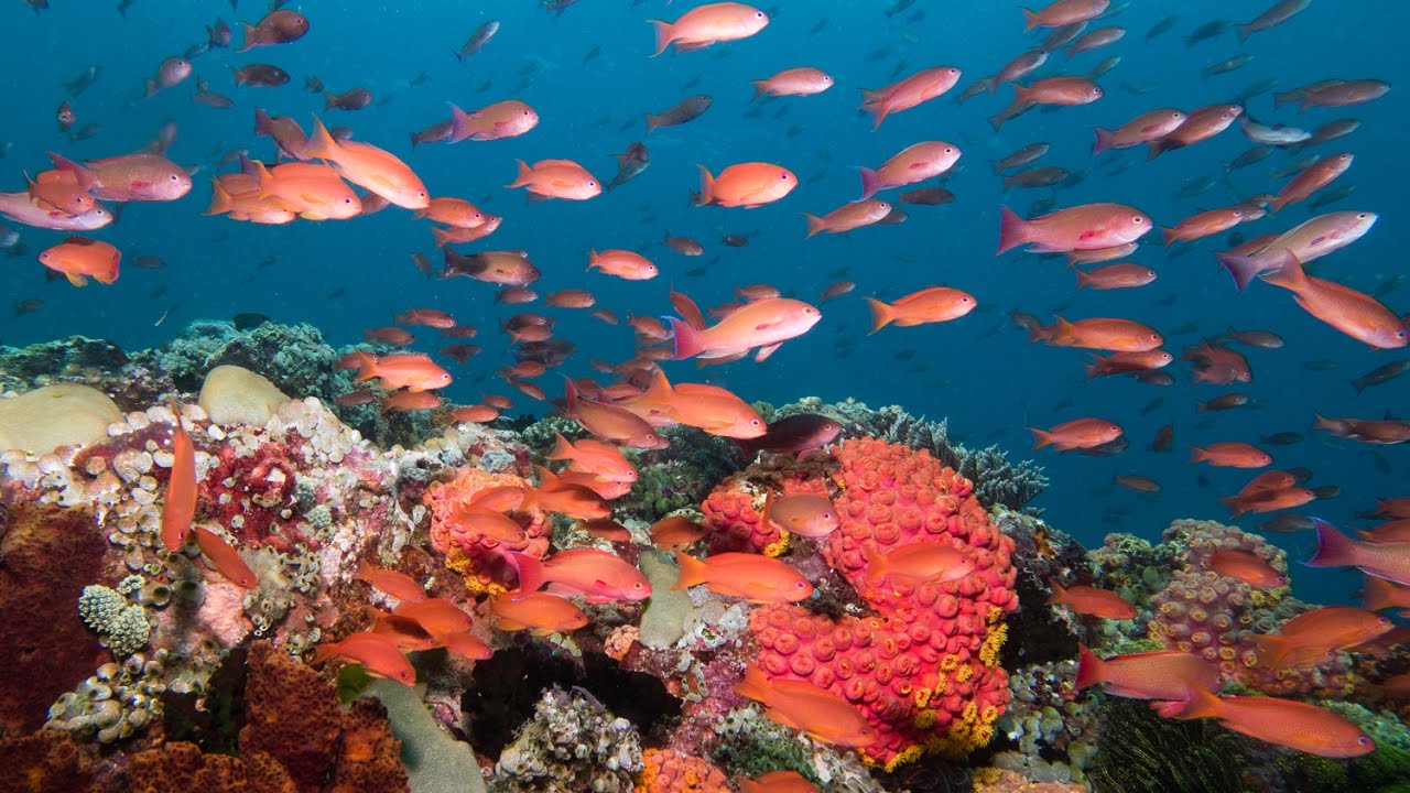 9 Amazing Scuba Dives in Anilao, Philippines