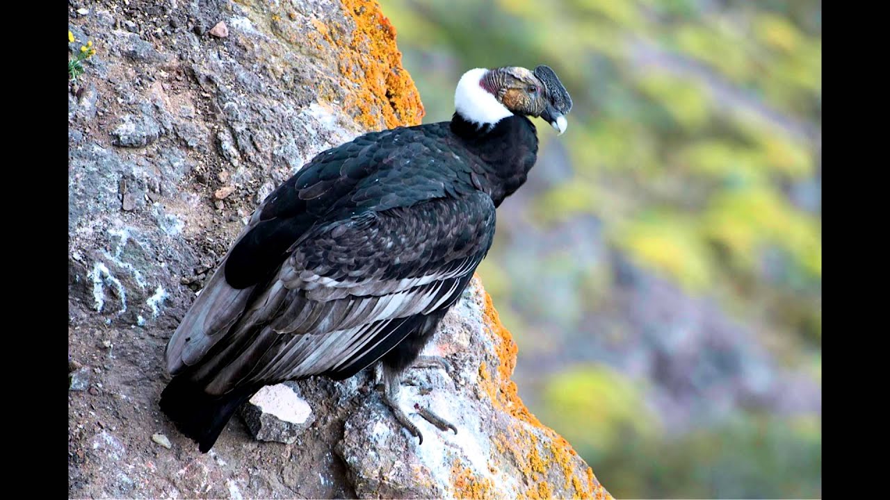 Conservaci&oacute;n de especies