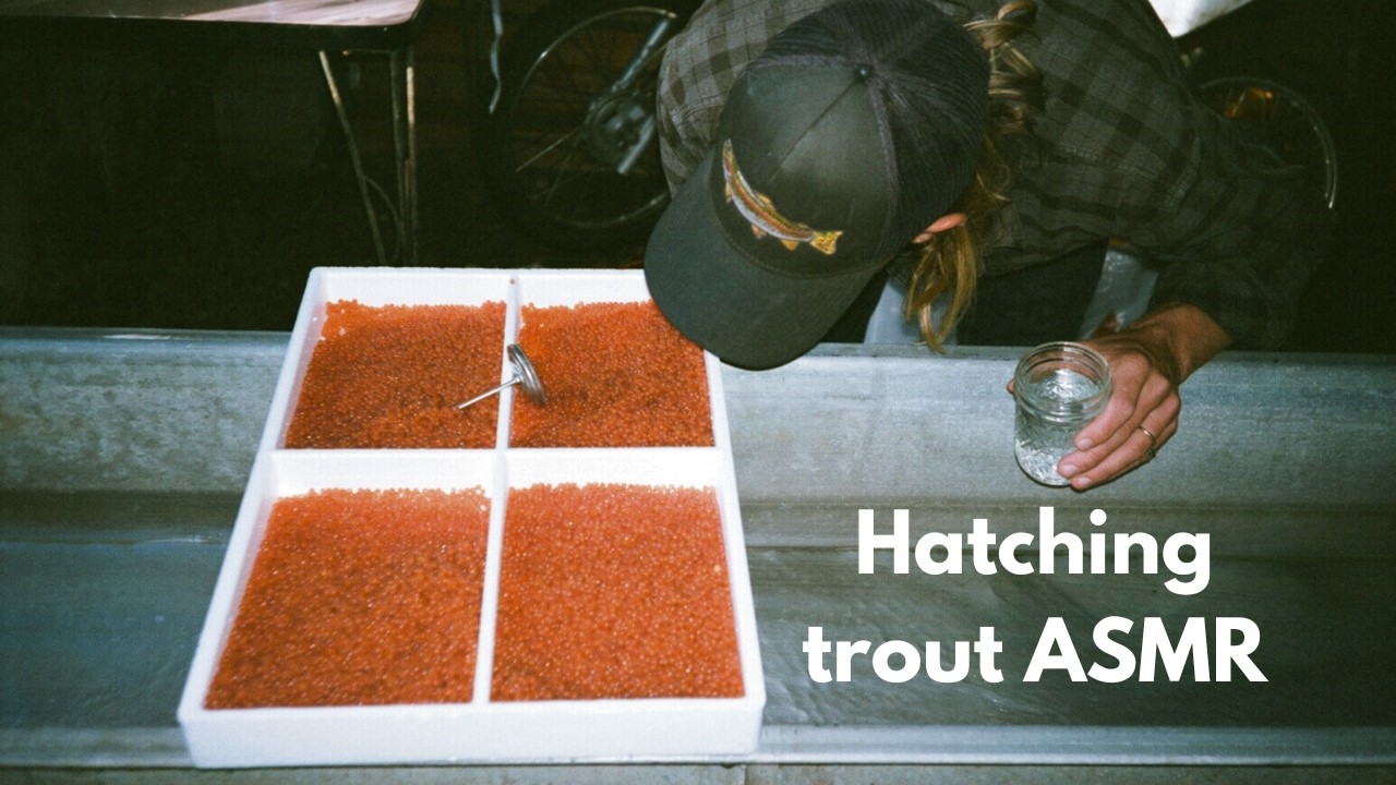 Trout Farmer: Vlog 1 Hatching Trout Eggs