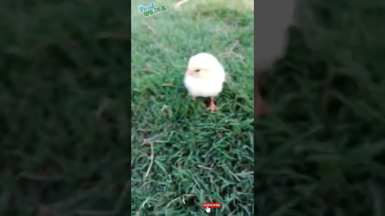 #very #cute😚😚😚#cuja🐔🐔🐔#shorts #vidoes #very #cute 😚😚😚#shorts #videos 😚😚😚😚😚😚😚😚💥💥🔥😚😚😚😚🔥🔥💥😚😚😚#shorts 😚🔥