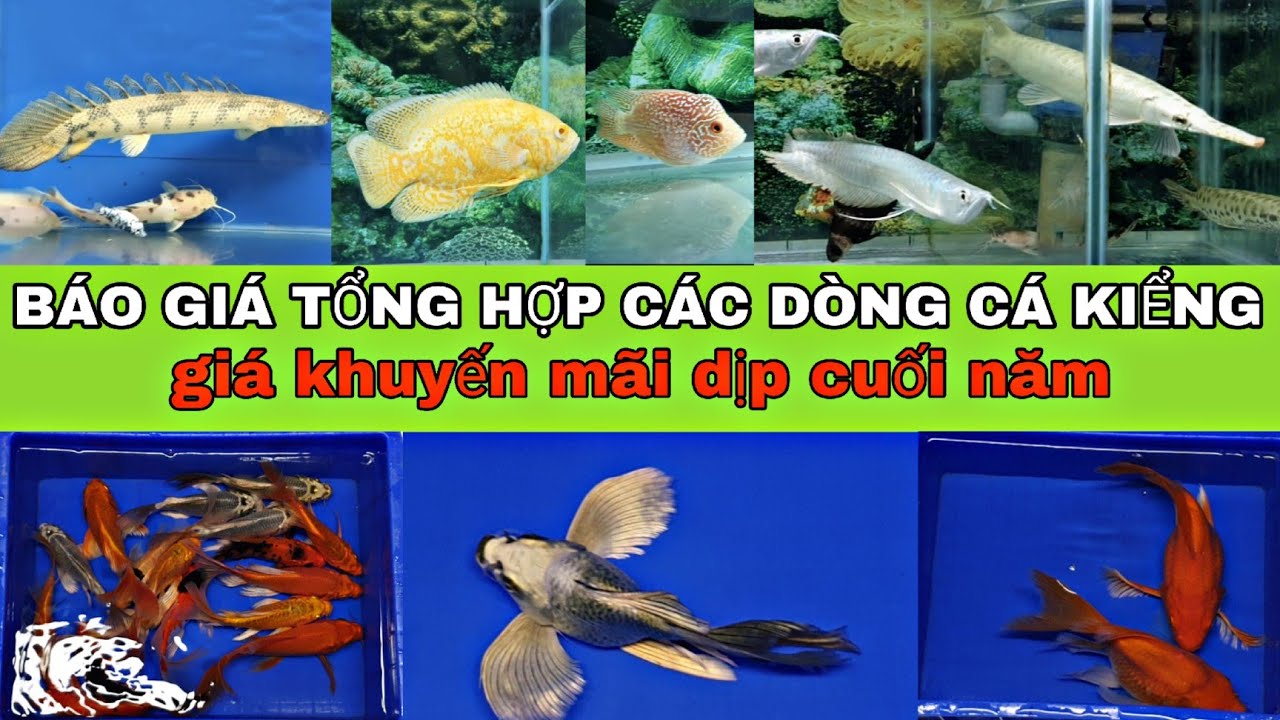 BÁO GIÁ TỔNG HỢP CÁC DÒNG CÁ KIỂNG DỊP TẾT, GIÁ RẺ, CÒN CHẤT LƯỢNG...
