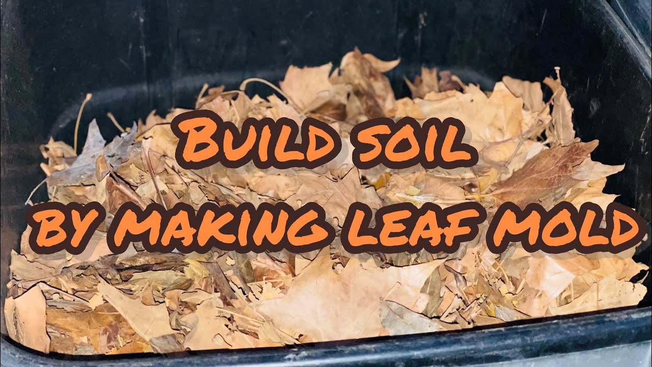 Build soil with Leaves | Making Leaf Mold | Season 5 | E2