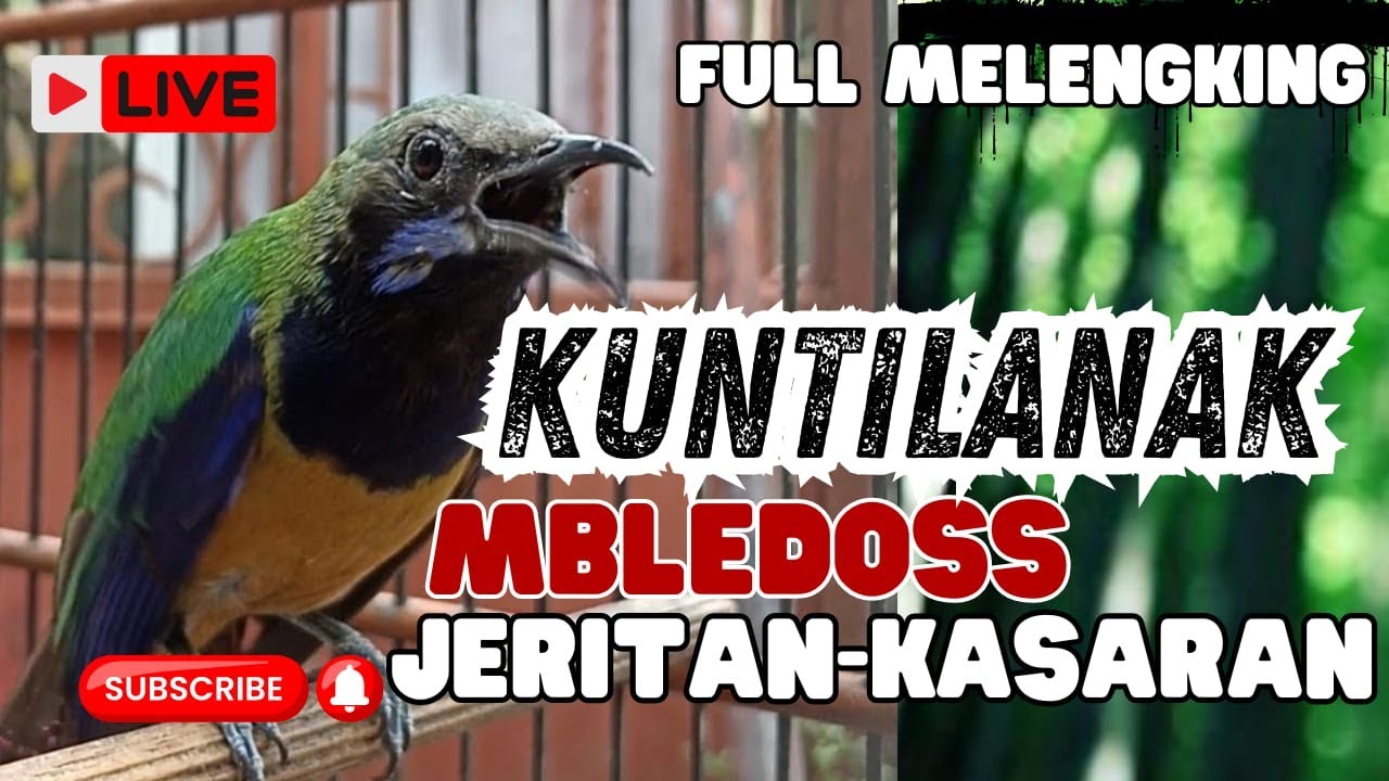 MASTERAN NGERET MENJERIT KASAR!! CUCAK CUNGKOK TEMBAKAN KASAR MEWAH - TEMBAKAN KUNTILANAK