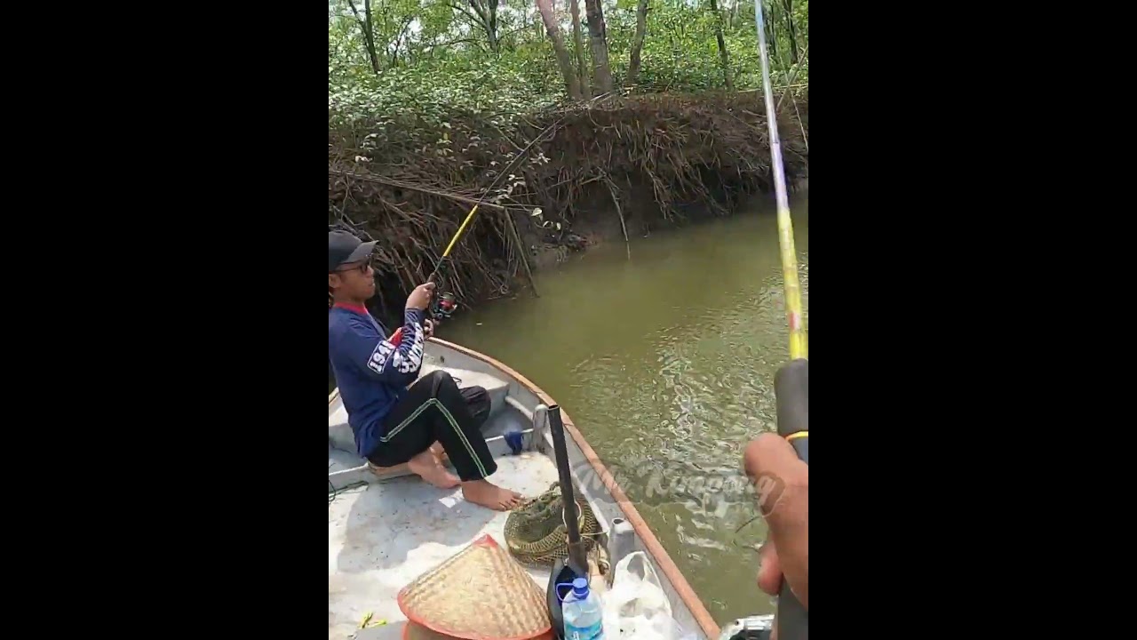 Sungai kecil sangking banyak kakap  #mrkimpong #mancingbarramundi #fishing