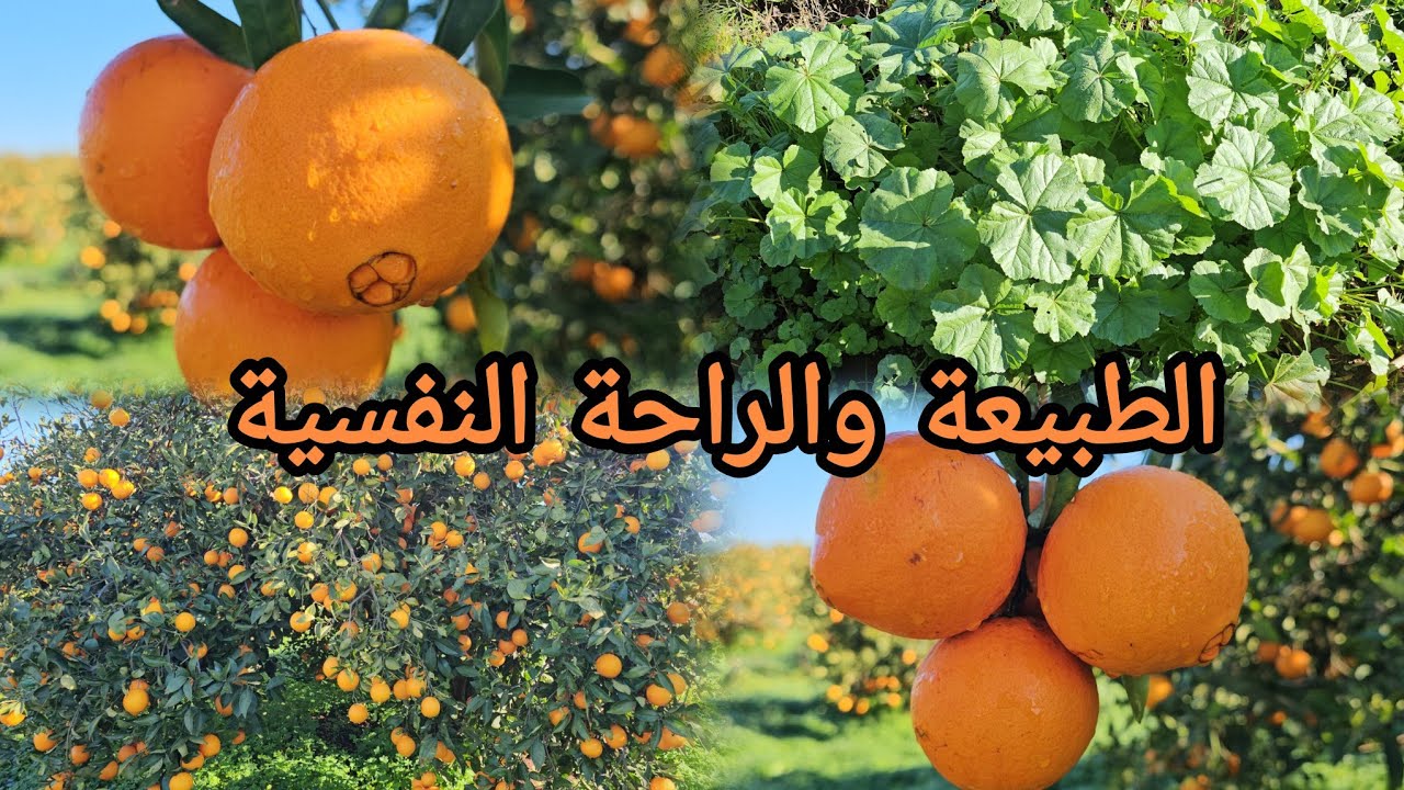 الراحة النفس بين أشجار البرتقال 🍊 الطبيعة الخلابة وصوت العصافير 🦜